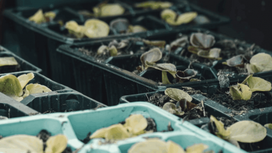 how-blockchain-is-tackling-food-waste-in-the-supply-chain