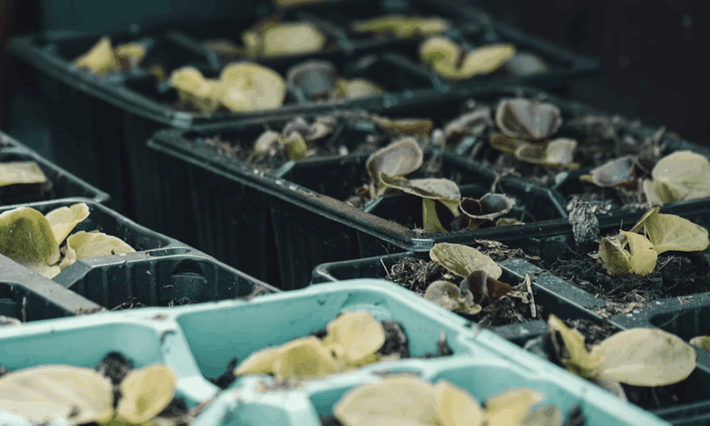 how-blockchain-is-tackling-food-waste-in-the-supply-chain
